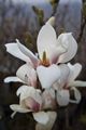Magnolia soulangeana Amabilis-3 Magnolia pośrednia